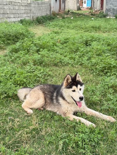 Siberian husky for sale wooly coat and fluffy hair fully trained