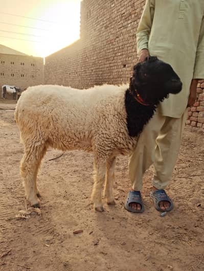2 male sheep