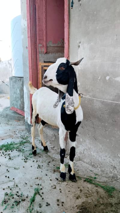 2 male very beautiful for qurbani