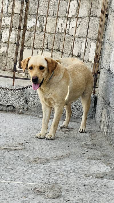 Imported pedigree lebra female