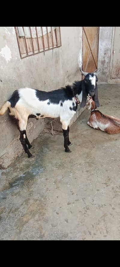 2 dant bakra