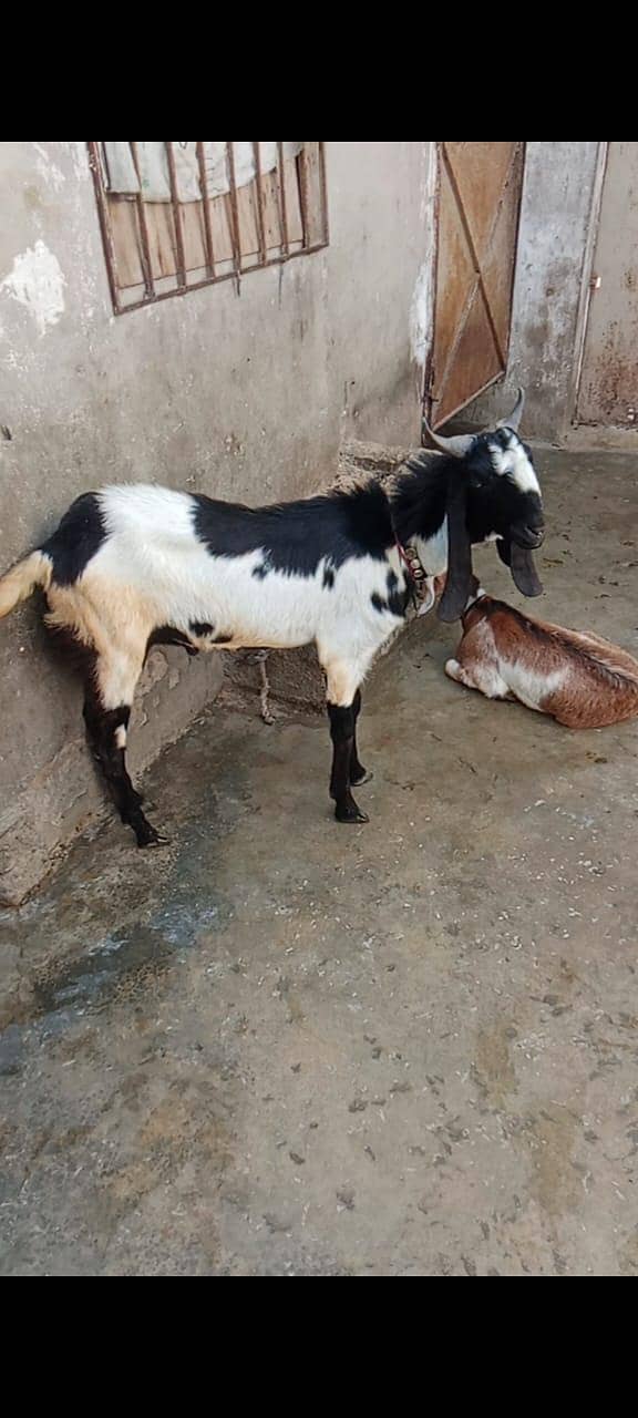 2 dant bakra 1