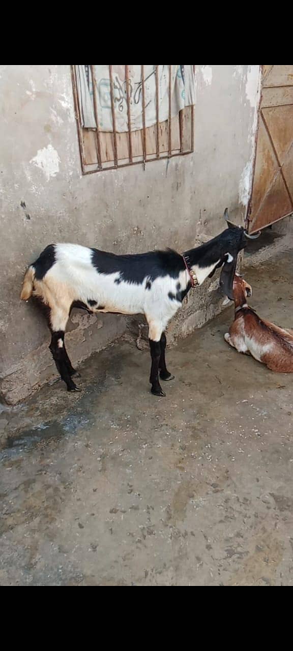 2 dant bakra 2