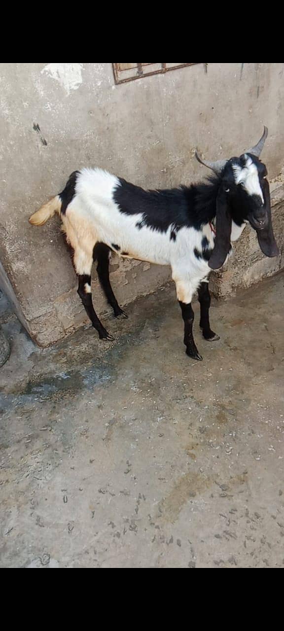 2 dant bakra 3