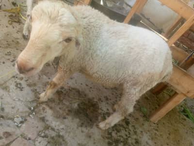 Sheep bher بھیڑ Bakra بکرا for sell