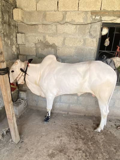 Fatehjungi Bull For sale