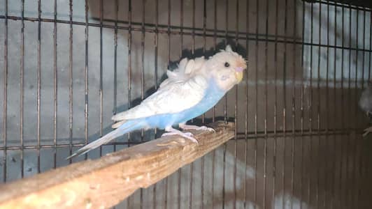 Hogo & Love Birds