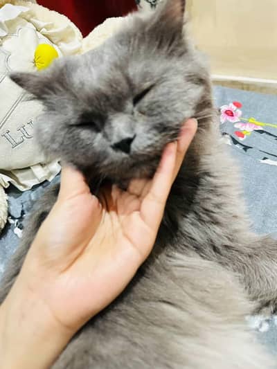 percian male cat