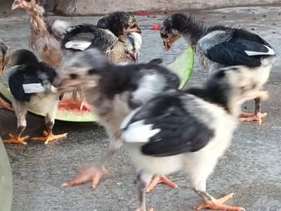 Thai Pakoye Chicks