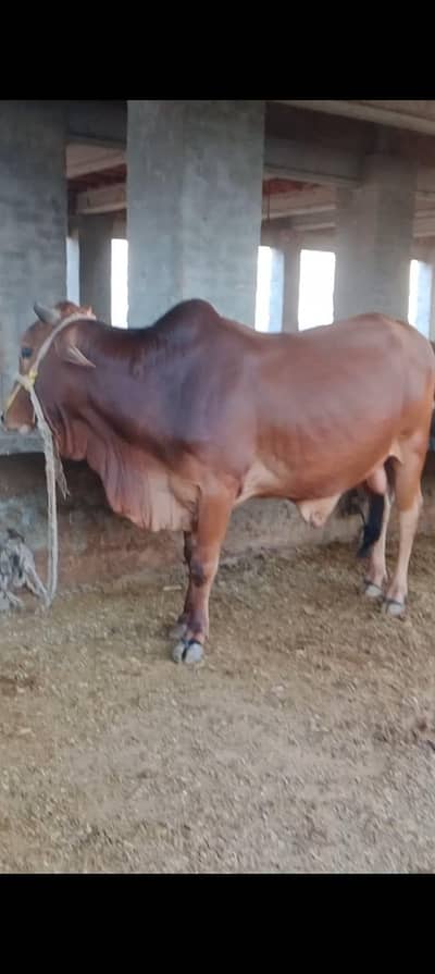 Wahra/Wacha/Bull