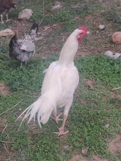 HEERA ASEEL HIGH QUALITY PATHA