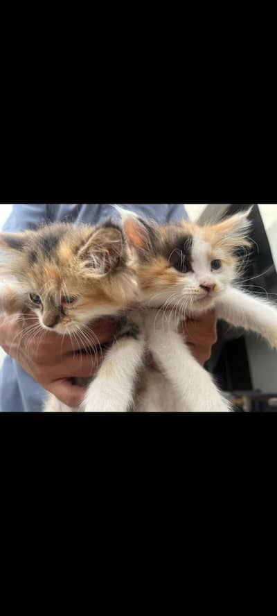 Kittens for sale perisan ( Final price]