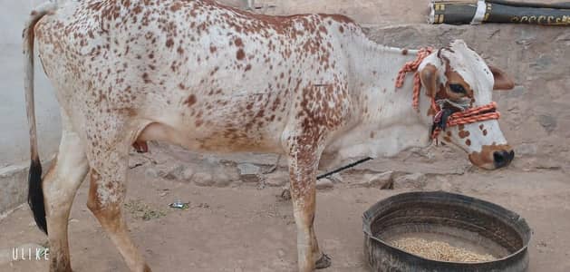 Qurbani k Liye cow for sale