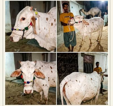Abluk Nukri/ Qurbani cow/pure desi cow/گاے | qurbani 2026