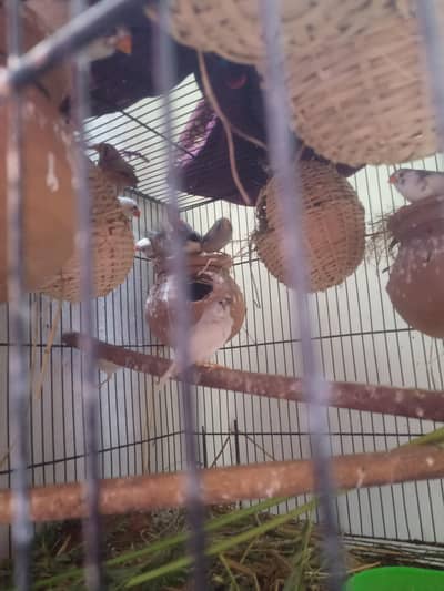 finch colony sale 03154225575 whatsapp