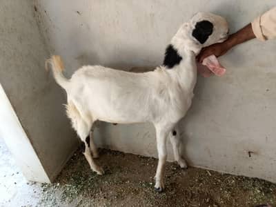 rajanpuri goat