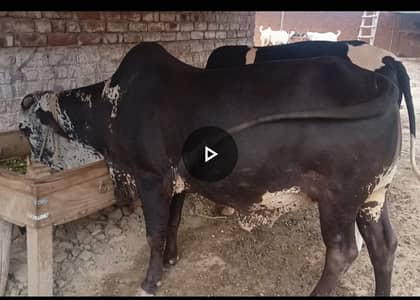 Beautiful Bulls