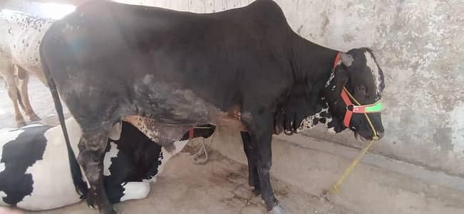 Sahiwali + Cholestani Vacha