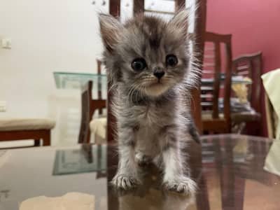 kitte