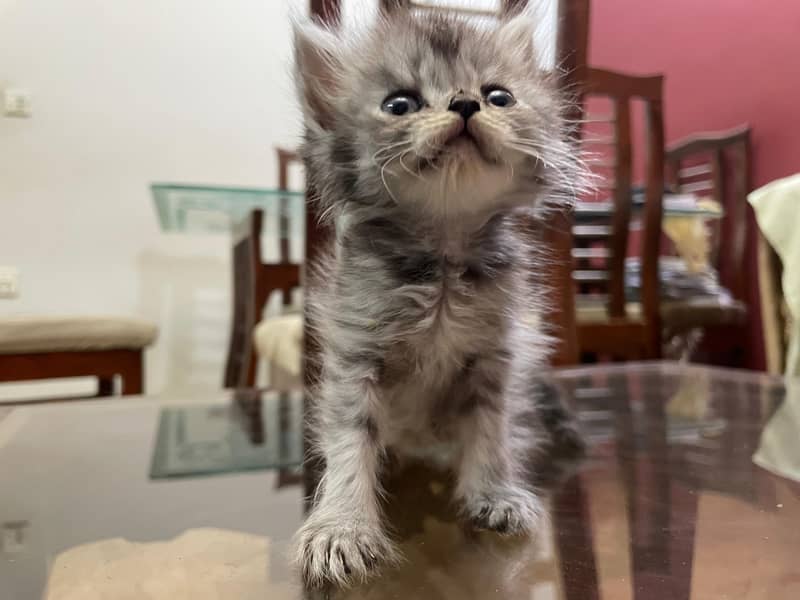 kitte 1