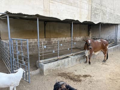 Animal shade available for sale