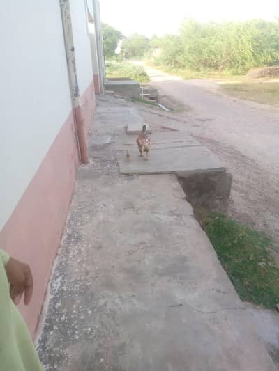 aseel murgi one chiks dasi