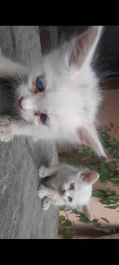 Kittens for sale perisan ( Each 5k)