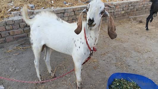 Qurbani Bakra adda kamir 120/9-l sahiwal