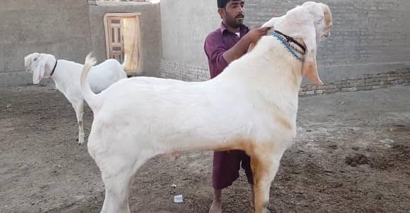 Desi Bakra for sale call _03134947622