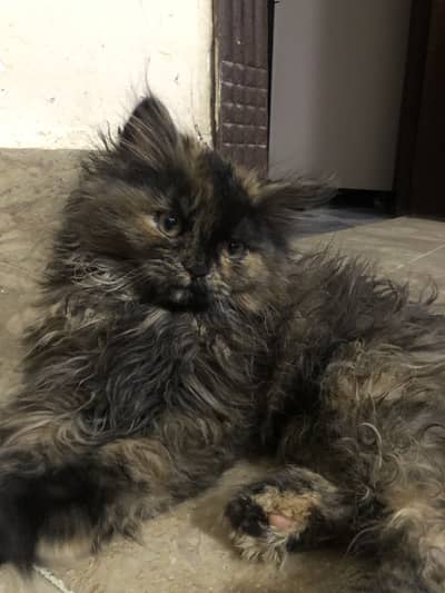 Persian cat