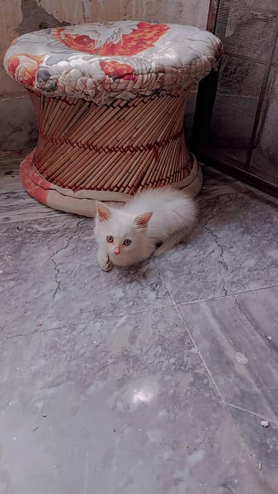 Persian kittens for sale