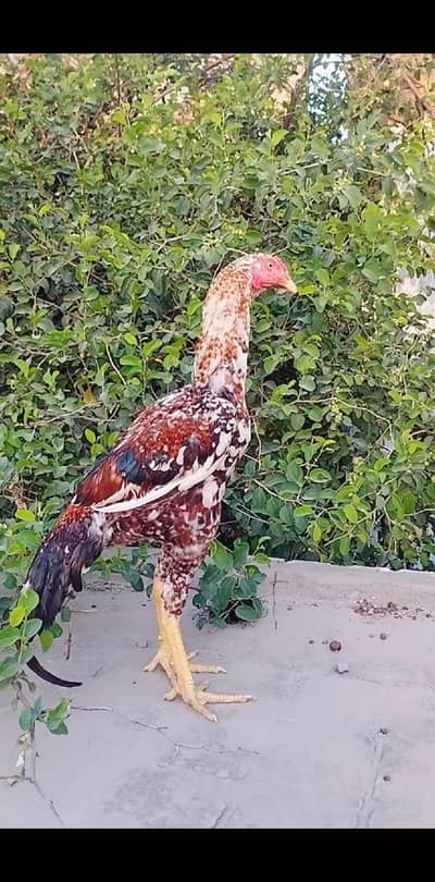 I am selling my pure red cheena patha adress bahawalnager wokla colony