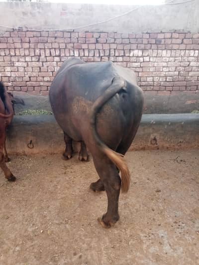 kata for sale chak 190sultan nagar