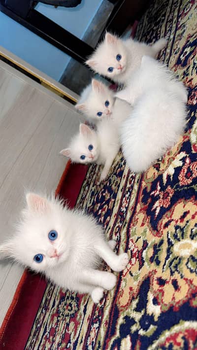 Persian kitten's