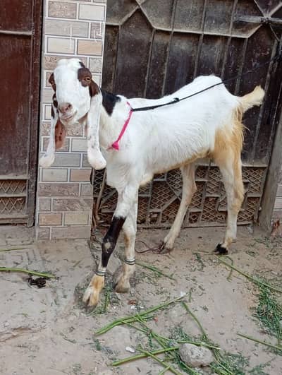 goats