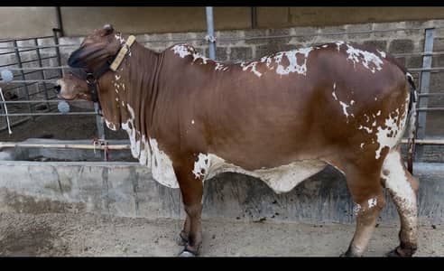Bachri available for sale