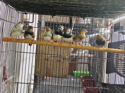 zabra finches mutation exhibition size breeder pair