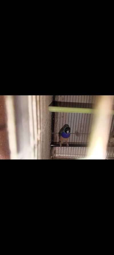 blue goldian male breader male hai