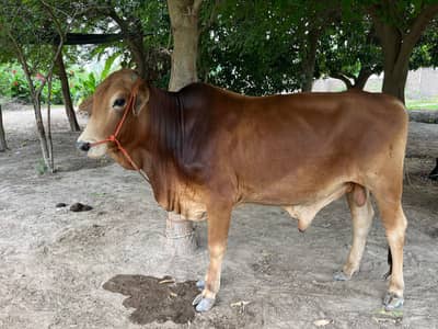 Pure Sahiwali Bull Available for sell