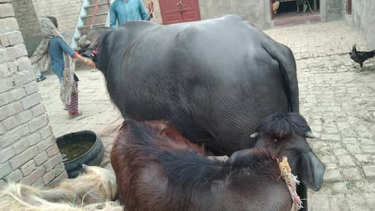 Aseel or Sohna Katta for Qurbani Ya for Cart