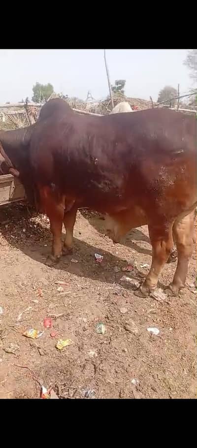 Qurbani Eid k liye bail  2 Dant or 4 dant