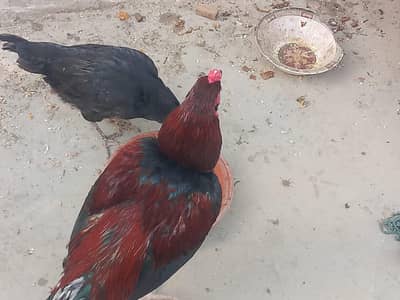 Desi Aseel Pair