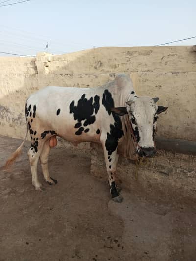 QURBANI BULL 03367320745