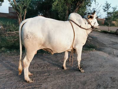 Heavy Weight BULL for Qurbani