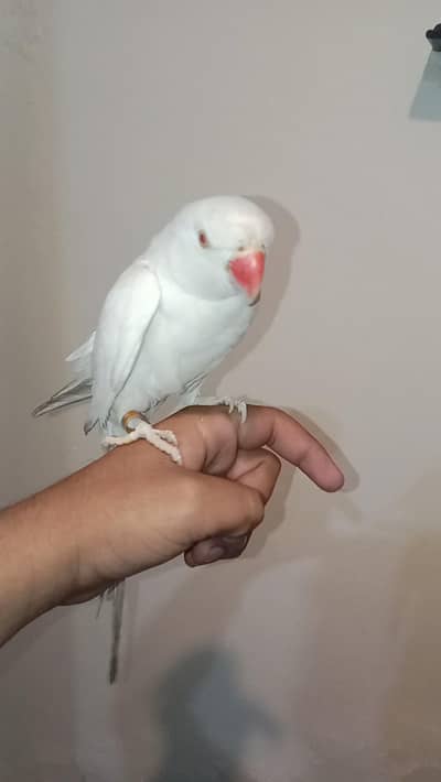 parrot for sale