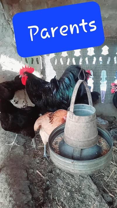 Pure Australorp chicks available for more info plz contact 03127848370