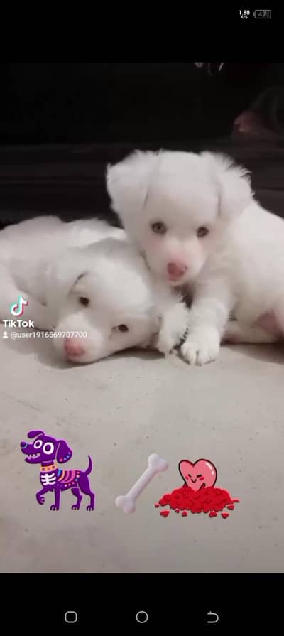 for sale doge kids