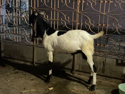Bakra