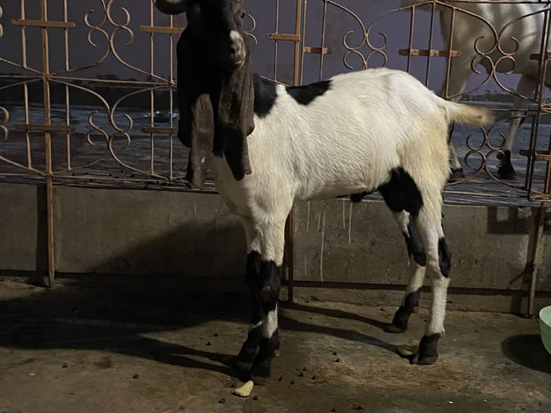 Bakra 1