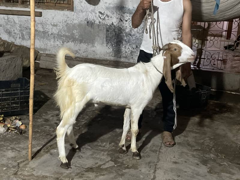 Bakra 2